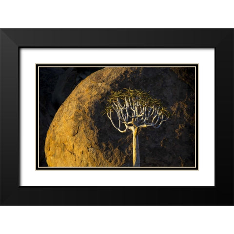 South Richtersveld NP Quiver tree and boulder Black Modern Wood Framed Art Print with Double Matting by Young, Bill