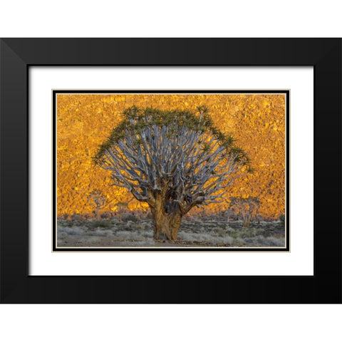 South Richtersveld NP Quiver trees against hill Black Modern Wood Framed Art Print with Double Matting by Young, Bill