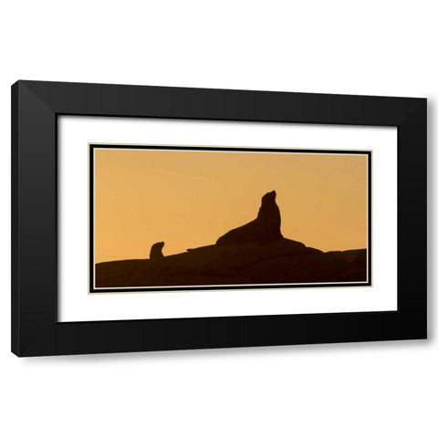 South Boulderbaai Seal silhouetted at sunset Black Modern Wood Framed Art Print with Double Matting by Young, Bill