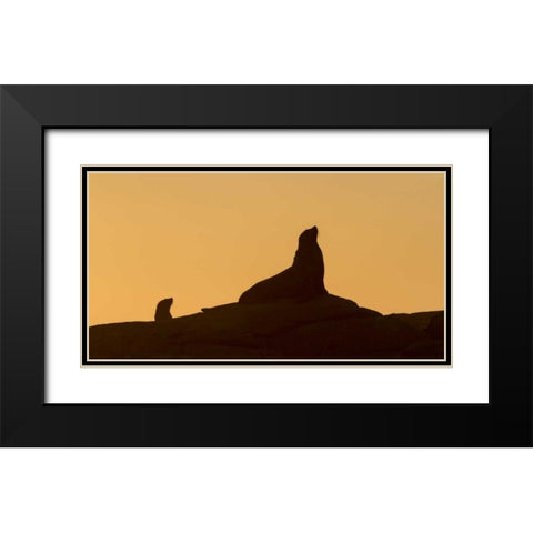 South Boulderbaai Seal silhouetted at sunset Black Modern Wood Framed Art Print with Double Matting by Young, Bill