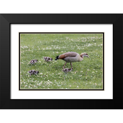 South Cape Town Mother goose with goslings Black Modern Wood Framed Art Print with Double Matting by Lord, Fred