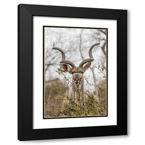 Africa, South Africa Adult greater kudu Black Modern Wood Framed Art Print with Double Matting by Lord, Fred