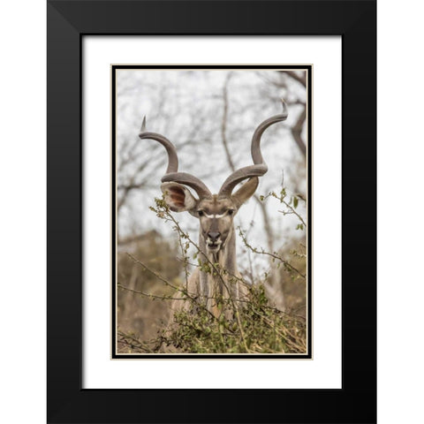 Africa, South Africa Adult greater kudu Black Modern Wood Framed Art Print with Double Matting by Lord, Fred