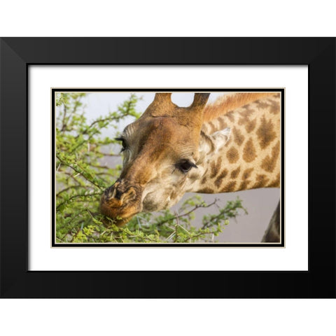 South Africa Giraffe feeding on acacia leaves Black Modern Wood Framed Art Print with Double Matting by Lord, Fred