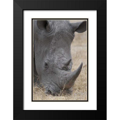 Africa, South Africa Close-up of rhino head Black Modern Wood Framed Art Print with Double Matting by Lord, Fred