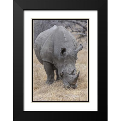 Africa, South Africa Rhinoceros grazing Black Modern Wood Framed Art Print with Double Matting by Lord, Fred
