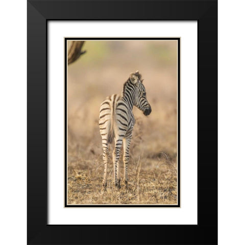 Africa, South Africa Rear of baby zebra Black Modern Wood Framed Art Print with Double Matting by Lord, Fred