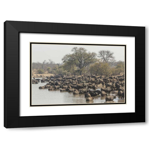 South Africa, Cape buffalo herd at water hole Black Modern Wood Framed Art Print with Double Matting by Lord, Fred