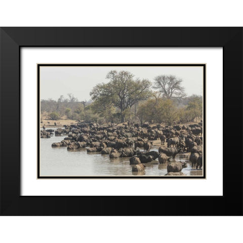 South Africa, Cape buffalo herd at water hole Black Modern Wood Framed Art Print with Double Matting by Lord, Fred