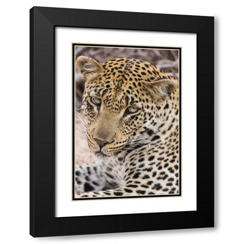 South Ngala Private Game Reserve Young leopard Black Modern Wood Framed Art Print with Double Matting by Lord, Fred