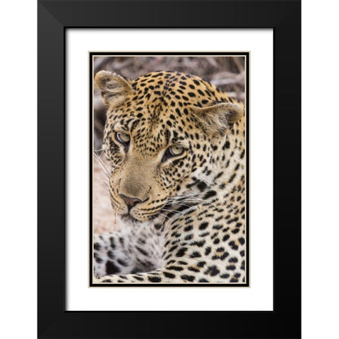South Ngala Private Game Reserve Young leopard Black Modern Wood Framed Art Print with Double Matting by Lord, Fred