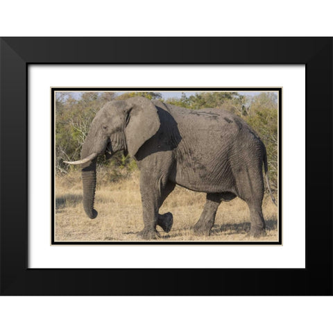 South Africa, Side view of male elephant Black Modern Wood Framed Art Print with Double Matting by Lord, Fred