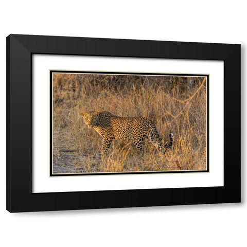 South Africa, Wary leopard in grass Black Modern Wood Framed Art Print with Double Matting by Lord, Fred