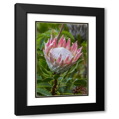 South Cape Town King protea flower Black Modern Wood Framed Art Print with Double Matting by Lord, Fred