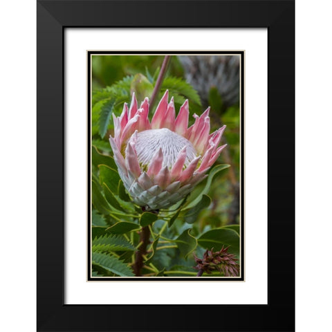 South Cape Town King protea flower Black Modern Wood Framed Art Print with Double Matting by Lord, Fred