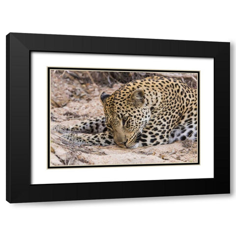 South Ngala Private Game Reserve Young leopard Black Modern Wood Framed Art Print with Double Matting by Lord, Fred
