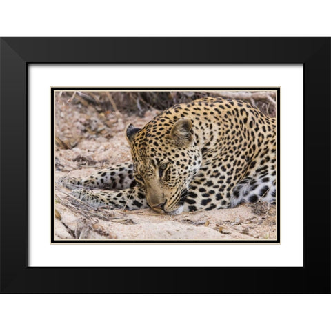 South Ngala Private Game Reserve Young leopard Black Modern Wood Framed Art Print with Double Matting by Lord, Fred