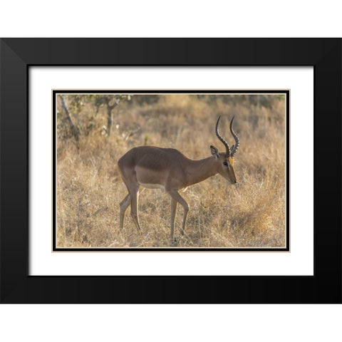 South Ngala Private Game Reserve Impala in brush Black Modern Wood Framed Art Print with Double Matting by Lord, Fred
