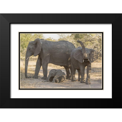 South Africa, Elephants in shade Black Modern Wood Framed Art Print with Double Matting by Lord, Fred