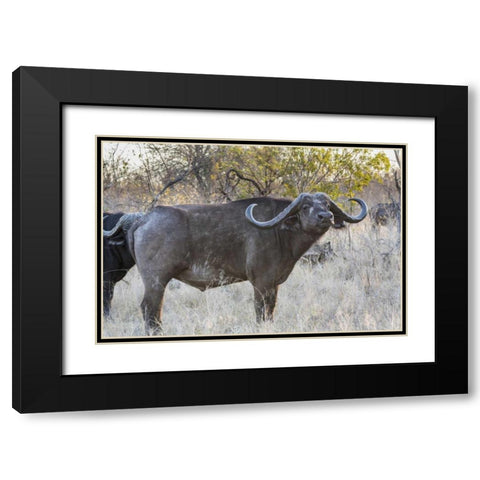 South Africa, Side view of Cape buffalo Black Modern Wood Framed Art Print with Double Matting by Lord, Fred
