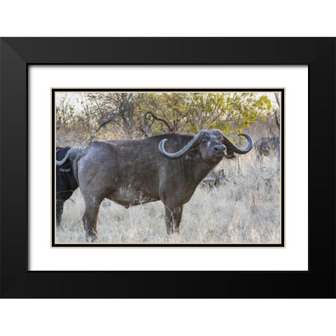 South Africa, Side view of Cape buffalo Black Modern Wood Framed Art Print with Double Matting by Lord, Fred