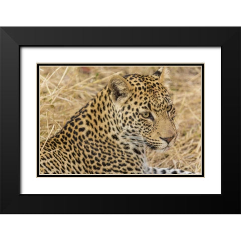 South Ngala Private Game Reserve Adult leopard Black Modern Wood Framed Art Print with Double Matting by Lord, Fred