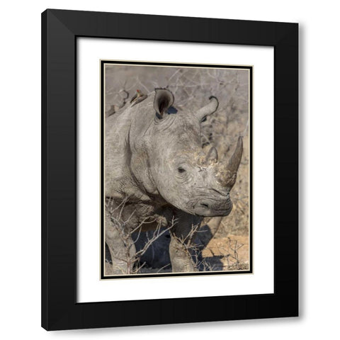 South Ngala Private Game Reserve White rhino Black Modern Wood Framed Art Print with Double Matting by Lord, Fred