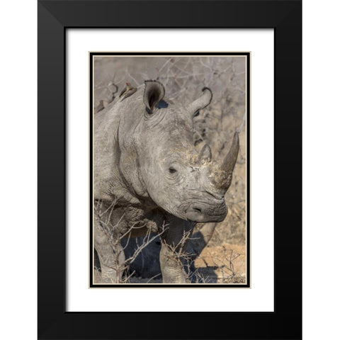 South Ngala Private Game Reserve White rhino Black Modern Wood Framed Art Print with Double Matting by Lord, Fred