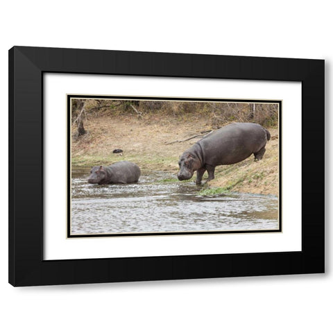 South Africa Adult and juvenile hippopotamus Black Modern Wood Framed Art Print with Double Matting by Lord, Fred