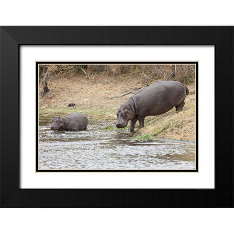 South Africa Adult and juvenile hippopotamus Black Modern Wood Framed Art Print with Double Matting by Lord, Fred