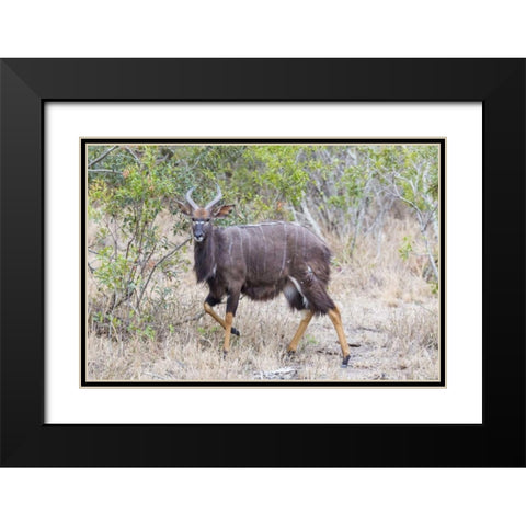 Africa, South Africa Greater kudu antelope Black Modern Wood Framed Art Print with Double Matting by Lord, Fred