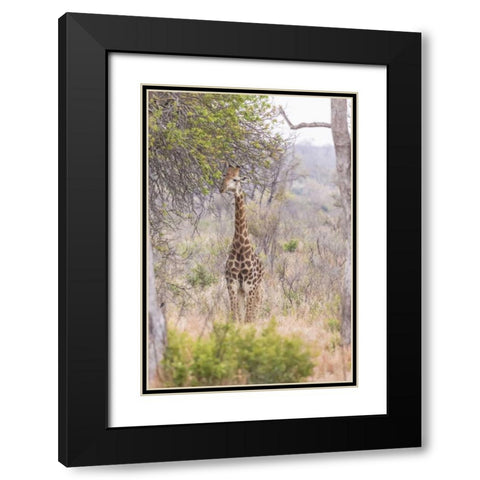 Africa, South Africa Giraffe stands under tree Black Modern Wood Framed Art Print with Double Matting by Lord, Fred