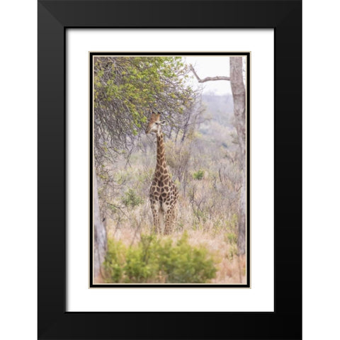 Africa, South Africa Giraffe stands under tree Black Modern Wood Framed Art Print with Double Matting by Lord, Fred