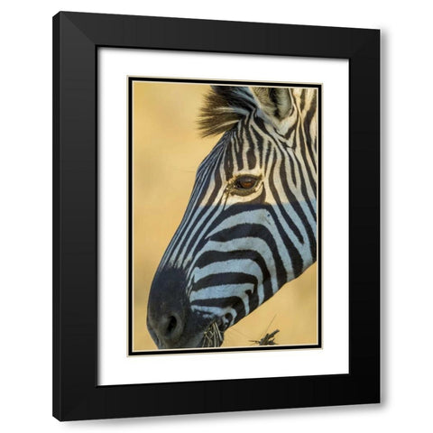 Africa, South Africa Profile of zebra Black Modern Wood Framed Art Print with Double Matting by Lord, Fred