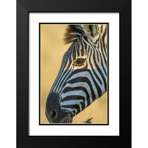 Africa, South Africa Profile of zebra Black Modern Wood Framed Art Print with Double Matting by Lord, Fred