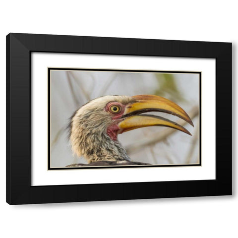 South Africa Yellow-billed hornbill bird Black Modern Wood Framed Art Print with Double Matting by Lord, Fred