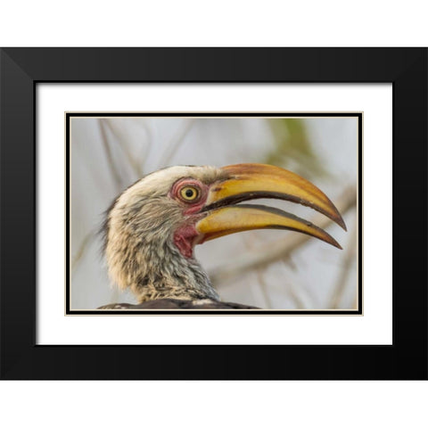 South Africa Yellow-billed hornbill bird Black Modern Wood Framed Art Print with Double Matting by Lord, Fred