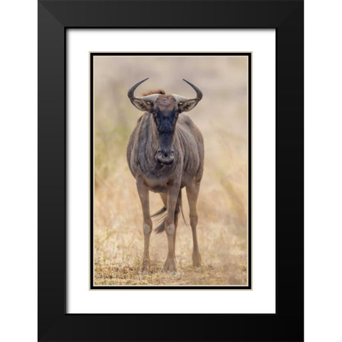 Africa, South Africa Frontal view of gnu Black Modern Wood Framed Art Print with Double Matting by Lord, Fred