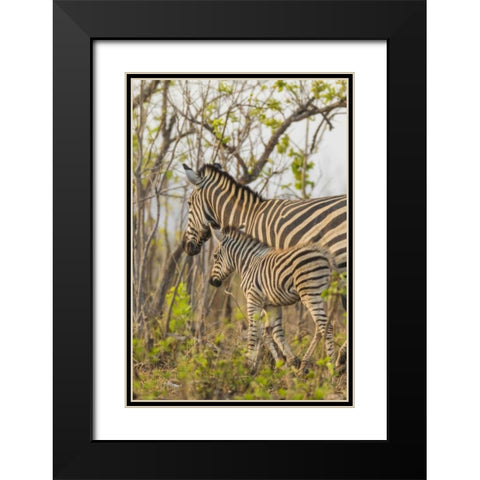 Africa, South Africa Mother and juvenile zebras Black Modern Wood Framed Art Print with Double Matting by Lord, Fred