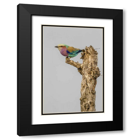 South Africa Lilac-breasted roller bird on stump Black Modern Wood Framed Art Print with Double Matting by Lord, Fred