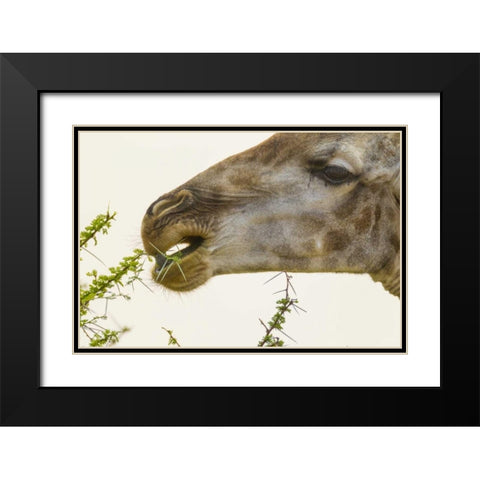 South Africa Giraffe feeding on acacia leaves Black Modern Wood Framed Art Print with Double Matting by Lord, Fred