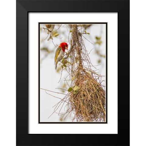 South Africa Male red-headed weaver on nest Black Modern Wood Framed Art Print with Double Matting by Lord, Fred