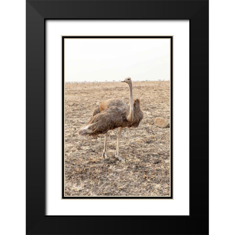 South Africa Female ostrich in mating display Black Modern Wood Framed Art Print with Double Matting by Lord, Fred