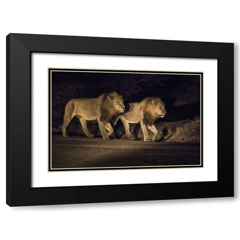 South Africa, Two male lions walking at night Black Modern Wood Framed Art Print with Double Matting by Zuckerman, Jim