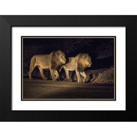 South Africa, Two male lions walking at night Black Modern Wood Framed Art Print with Double Matting by Zuckerman, Jim