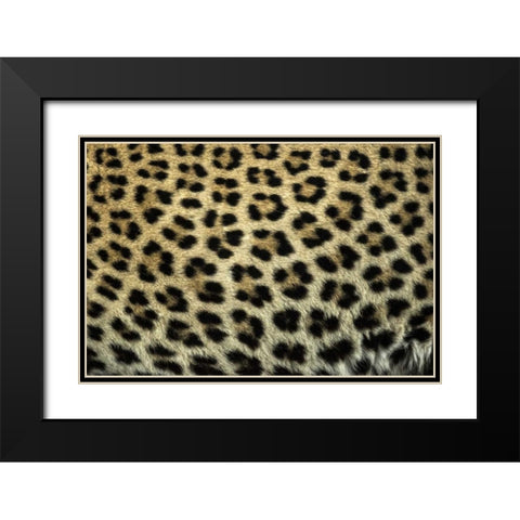 South Africa Close up of Leopard spots Black Modern Wood Framed Art Print with Double Matting by Zuckerman, Jim