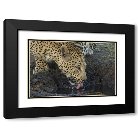 South Africa, Leopard drinking from a waterhole Black Modern Wood Framed Art Print with Double Matting by Zuckerman, Jim