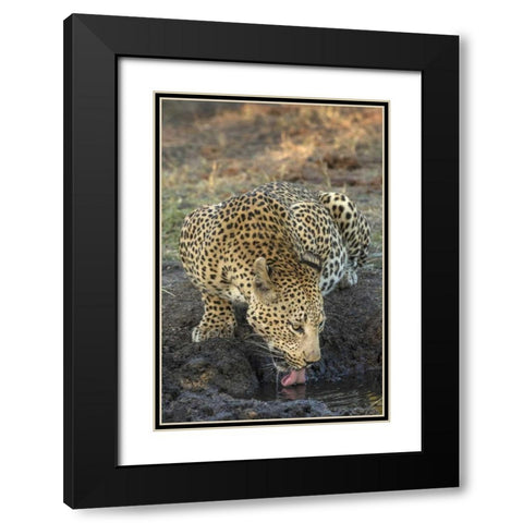 South Africa, Leopard drinking from a waterhole Black Modern Wood Framed Art Print with Double Matting by Zuckerman, Jim