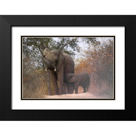 South Africa, Nursing baby elephant Black Modern Wood Framed Art Print with Double Matting by Zuckerman, Jim