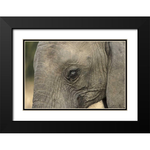 South Africa, Very rare blue-eyed elephant Black Modern Wood Framed Art Print with Double Matting by Zuckerman, Jim